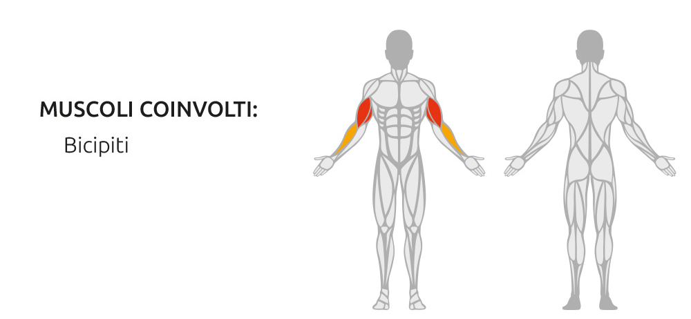Muscoli coinvolti durante l’utilizzo della Seated Biceps Curl