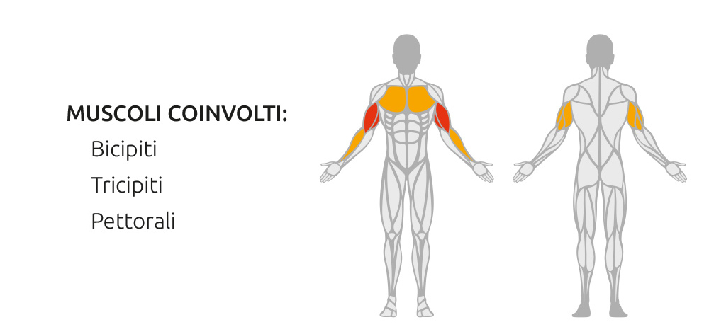 Muscoli coinvolti durante l’utilizzo della Seated Dip Machine