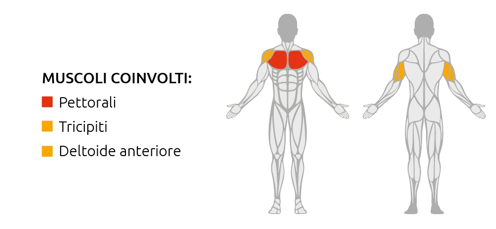 Muscoli coinvolti durante l’utilizzo della Chest Press