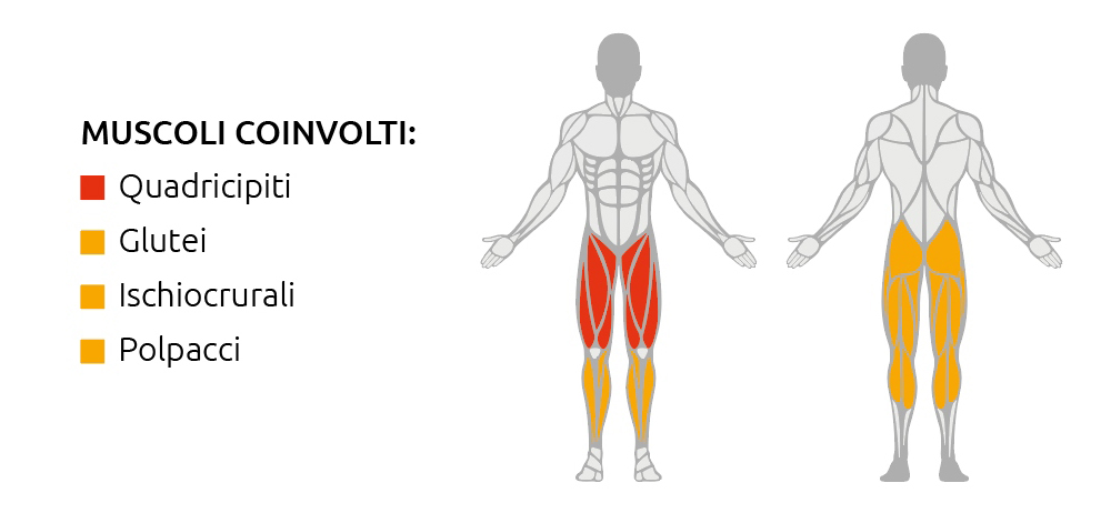 Muscoli coinvolti durante l’utilizzo della V-Squat