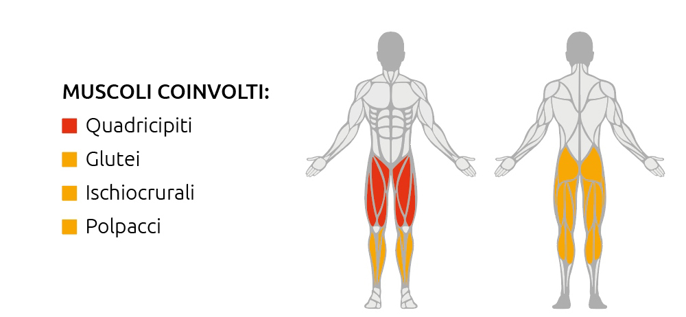 Muscoli coinvolti durante l’utilizzo della Belt Squat