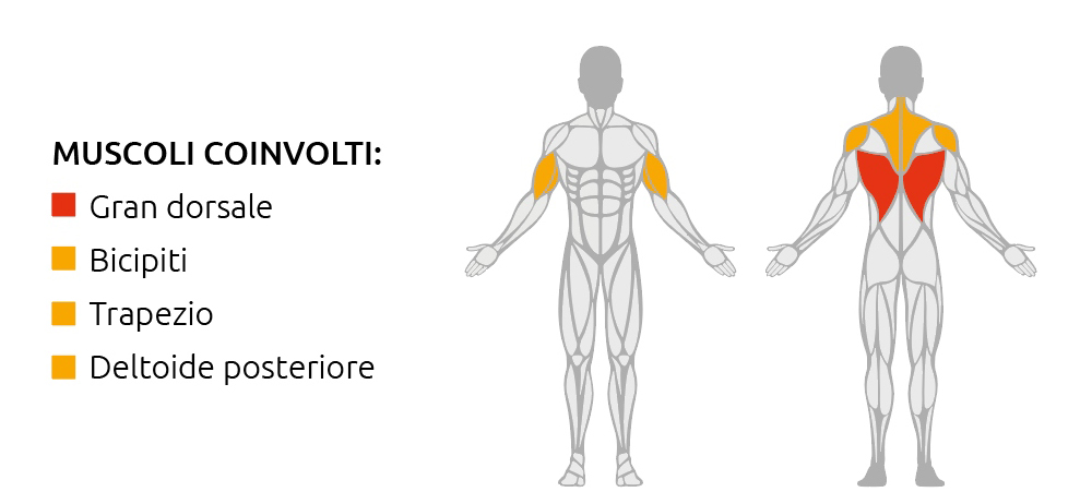 Muscoli coinvolti durante l’utilizzo della Low Row