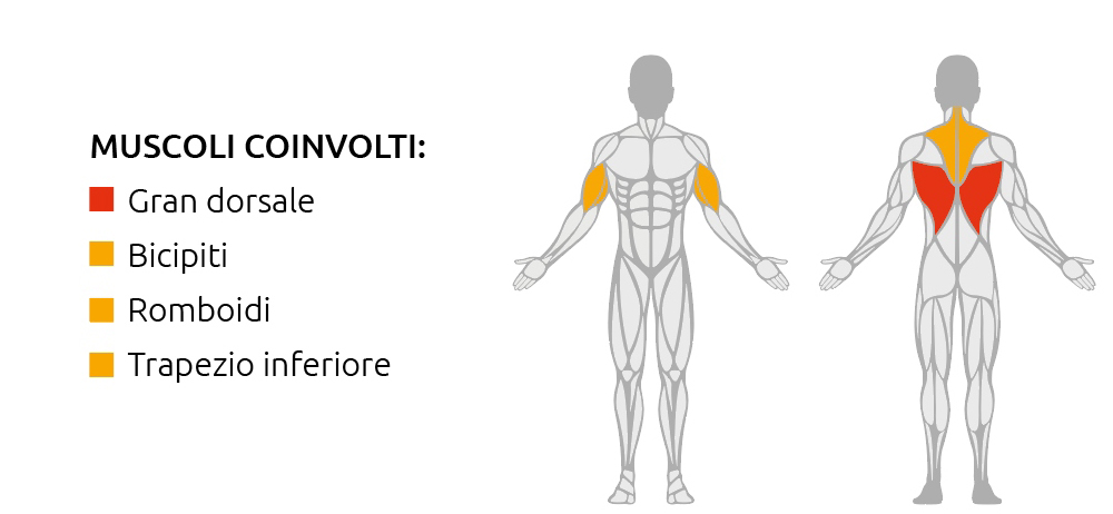 Muscoli coinvolti durante l’utilizzo della Lat Pulldown