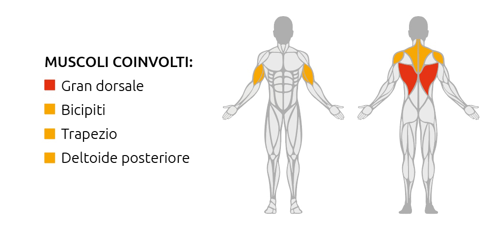 Muscoli coinvolti durante l’utilizzo della Row