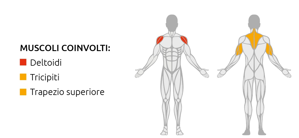 Muscoli coinvolti durante l’utilizzo della Shoulder Press