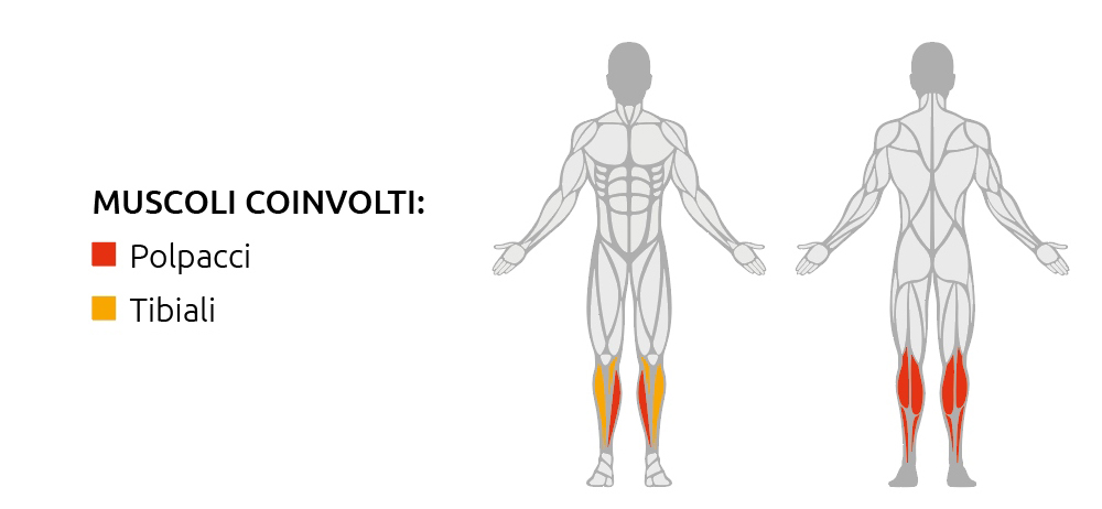 Muscoli coinvolti durante l’utilizzo della Sitting Calf