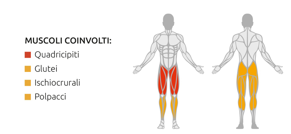 Muscoli coinvolti durante l’utilizzo della Squat Lunge